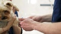 The veterinarian injects anesthesia to the dog through a catheter.