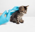 The veterinarian injects the medicine into the withers of the kitten with a syringe with a needle. Injections and