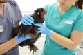 Veterinarian inspection of chicken. Veterinary clinic during work. Farm animals health. Chicken at a vet`s appointment Royalty Free Stock Photo