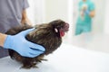 Veterinarian inspection of chicken. Veterinary clinic during work. Farm animals health. Chicken at a vet`s appointment Royalty Free Stock Photo