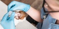 view of veterinarian in latex gloves Royalty Free Stock Photo