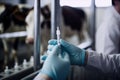 veterinarian in latex gloves preparing a cow vaccination syringe at the farm