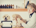 Veterinarian listens puppy