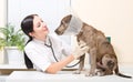 Veterinarian listens stethoscope pitbull puppy