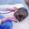 A veterinarian listens with a stethoscope to an affectionate pet cat in a home bedroom