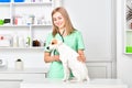 Veterinarian listens a stethoscope to a dog