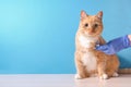 veterinarian listens to a cats heart with a stethoscope, cat sits on a table, blue background, copy space