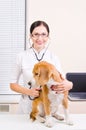 Veterinarian listens to dog Royalty Free Stock Photo