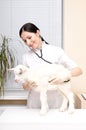 Veterinarian listens to a stethoscope a goat