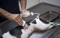 dog sterilization and vet Royalty Free Stock Photo