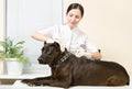Veterinarian makes an injection dog