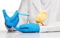 Veterinarian makes an injection to chicken with syringe Royalty Free Stock Photo