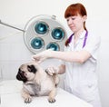 Veterinarian makes vaccinated dog to a veterinary clinic