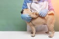 Veterinarian medical checkup a pug dog, advertisement of a clinic for pets. care and professional medical care of dog Royalty Free Stock Photo
