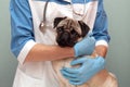 Veterinarian medical checkup a pug dog, advertisement of a clinic for pets. care and professional medical care of dog Royalty Free Stock Photo