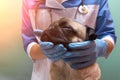 Veterinarian medical checkup a pug dog, advertisement of a clinic for pets. care and professional medical care of dog Royalty Free Stock Photo