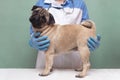 Veterinarian medical checkup a pug dog, advertisement of a clinic for pets. care and professional medical care of dog Royalty Free Stock Photo