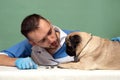 Veterinarian medical checkup a pug dog, advertisement of a clinic for pets. care and professional medical care of dog Royalty Free Stock Photo