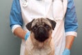 Veterinarian medical checkup a pug dog, advertisement of a clinic for pets. care and professional medical care of dog Royalty Free Stock Photo