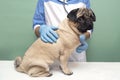 Veterinarian medical checkup a pug dog, advertisement of a clinic for pets. care and professional medical care of dog Royalty Free Stock Photo