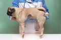 Veterinarian medical checkup a pug dog, advertisement of a clinic for pets. care and professional medical care of dog Royalty Free Stock Photo