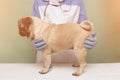 Veterinarian medical checkup a pug dog, advertisement of a clinic for pets. care and professional medical care of dog Royalty Free Stock Photo