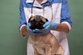 Veterinarian medical checkup a pug dog, advertisement of a clinic for pets. care and professional medical care of dog Royalty Free Stock Photo