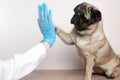 veterinarian medical checkup a pug dog, advertisement of a clinic for pets. care and professional medical care of dog