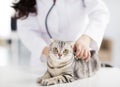 Veterinarian medical doctor with cat Royalty Free Stock Photo