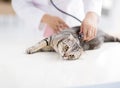 veterinarian medical doctor with cat