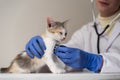 A veterinarian in medical gloves and a white coat listens with a stethoscope to a sick weakened kitten. Doctor's