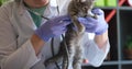 Veterinarian in medical gloves and white coat listens to sick weakened kitten with stethoscope