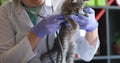 Veterinarian in medical gloves and white coat listens to sick weakened kitten with stethoscope