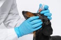 Veterinarian in a medical office conducts a medical examination of the animal Royalty Free Stock Photo