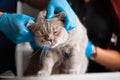 Veterinarian and nurse bandaging wounded cat`s