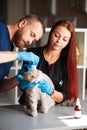 Veterinarian and nurse bandaging wounded cat`s paw