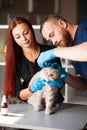 Veterinarian and nurse bandaging wounded cat`s paw Royalty Free Stock Photo