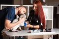 Veterinarian and nurse bandaging wounded cat`s paw Royalty Free Stock Photo