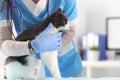 Veterinarian in the office examines the cat.