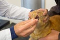 Veterinarian opening mouth from cat