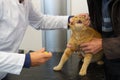 Veterinarian opening mouth from cat