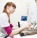 Veterinarian performed an ultrasound examination a cat