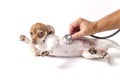 Veterinarian Pets Checkup