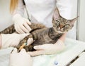 Veterinarian provides medical care to the sick cat Royalty Free Stock Photo