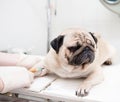 Veterinarian provides medical care to the sick dog Royalty Free Stock Photo