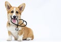 veterinarian puppy sits and look Royalty Free Stock Photo