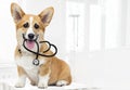 veterinarian puppy sits and looks Royalty Free Stock Photo