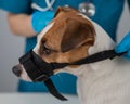 A veterinarian puts a cloth muzzle on a Jack Russell Terrier dog.