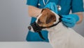 A veterinarian puts a cloth muzzle on a Jack Russell Terrier dog.
