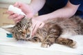 A veterinarian puts drops against ear mites into the ears of a Maine Coon cat